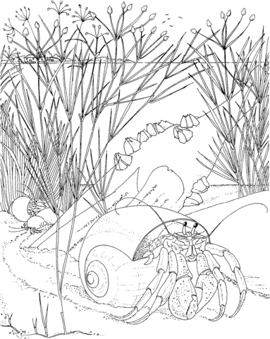 Hermit Crab Coloring Page